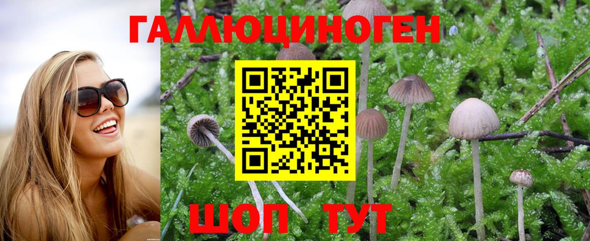 Дмитров  Галлюциногенные грибы GOLDEN TEACHER  Вход с VPN  цены   Псилоцибиновые грибы MAGIC MUSHROOMS 